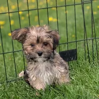 Arthur , a male Morkie for sale in Austin, MN – 1 of 3