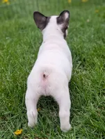 Stevie, a male French Bulldog for sale in Austin, MN – 2 of 3