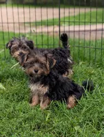 Sadie, a female Morkie for sale in Austin, MN – 4 of 4