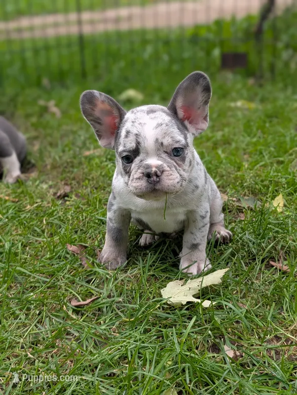 Alaska  – French Bulldog puppy for sale in Austin, MN
