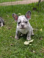 Alaska , a male French Bulldog for sale in Austin, MN – 1 of 1