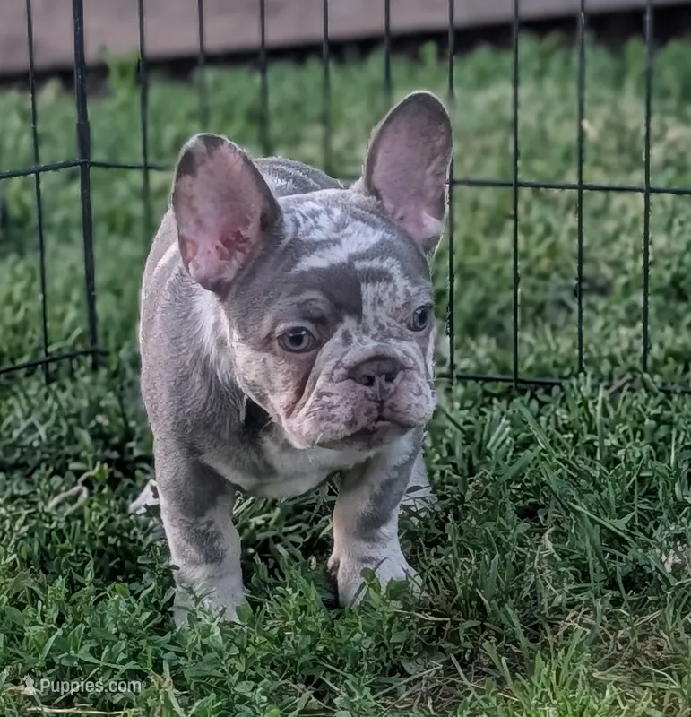 Benny  – French Bulldog puppy for sale in Austin, MN