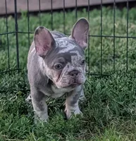 Benny , a male French Bulldog for sale in Austin, MN – 1 of 3