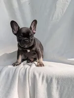 Wyatt, a male French Bulldog for sale in Austin, MN – 3 of 3