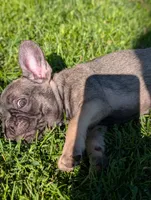 Harriet, a male French Bulldog for sale in Austin, MN – 3 of 3