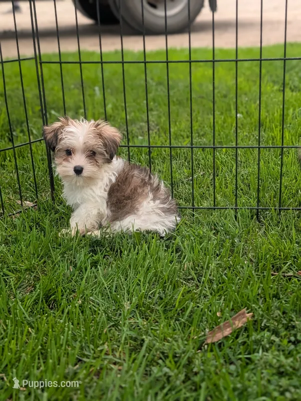 Barbie – Morkie puppy for sale in Austin, MN
