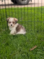 Barbie, a female Morkie for sale in Austin, MN – 1 of 3