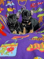 processed/130a247c-3182-4b79-ab03-43e9c0486b8a/listing/bda63a5a-dd5e-4969-9987-327cd5f40660/b5bc236f-5a1f-4478-a6ec-697a21dd451b