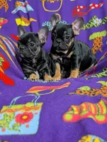 processed/130a247c-3182-4b79-ab03-43e9c0486b8a/listing/bda63a5a-dd5e-4969-9987-327cd5f40660/ff828fed-0461-4dfb-bcb4-0835c8472486