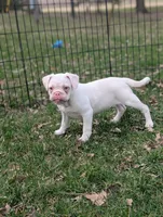 Dwight , a male French Bulldog and Pug for sale in Austin, MN – Photo 2 of 3