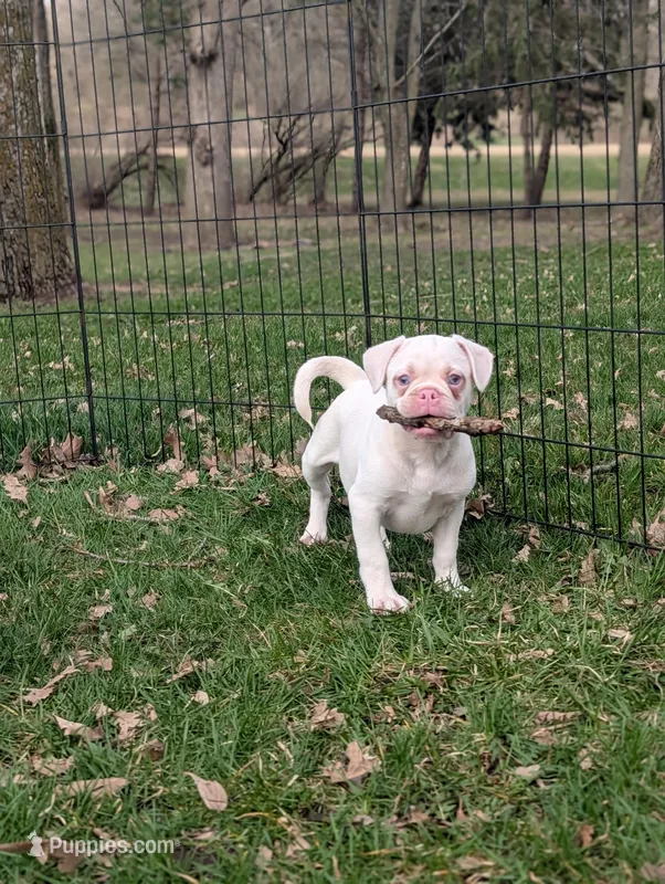 Dwight  – French Bulldog, Pug puppy for sale in Austin, MN