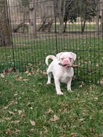 Dwight , a male French Bulldog and Pug for sale in Austin, MN – Photo 1 of 3