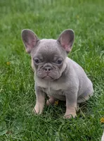 Peach, a female French Bulldog for sale in Austin, MN – 2 of 2