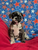 Patches , a male French Bulldog and Pug for sale in Austin, MN – Photo 2 of 3