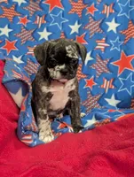 Patches , a male French Bulldog and Pug for sale in Austin, MN – Photo 3 of 3