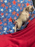 Jeffy, a female French Bulldog and Pug for sale in Austin, MN – Photo 4 of 4