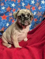 Jeffy, a female French Bulldog and Pug for sale in Austin, MN – Photo 3 of 4