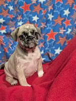 Jeffy, a female French Bulldog and Pug for sale in Austin, MN – Photo 1 of 4