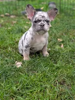 Huck , a male French Bulldog for sale in Austin, MN – 3 of 4