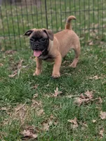 Bart , a male French Bulldog and Pug for sale in Austin, MN – Photo 2 of 4