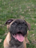 Bart , a male French Bulldog and Pug for sale in Austin, MN – Photo 1 of 4