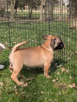 Bart , a male French Bulldog and Pug for sale in Austin, MN – Photo 4 of 4