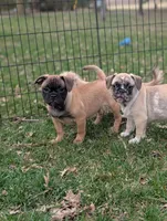 Bart , a male French Bulldog and Pug for sale in Austin, MN – Photo 3 of 4