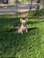 Lucy, a male French Bulldog for sale in Austin, MN – 3 of 4