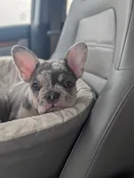 Peter, a male French Bulldog for sale in Austin, MN – 2 of 3