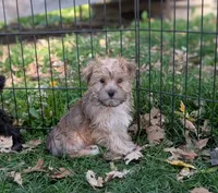 Albert , a male Morkie for sale in Austin, MN – 2 of 2