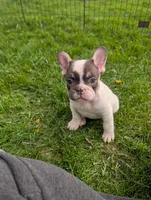 Stevie, a male French Bulldog for sale in Austin, MN – 3 of 3