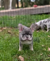 Sally, a female French Bulldog for sale in Austin, MN – 3 of 4