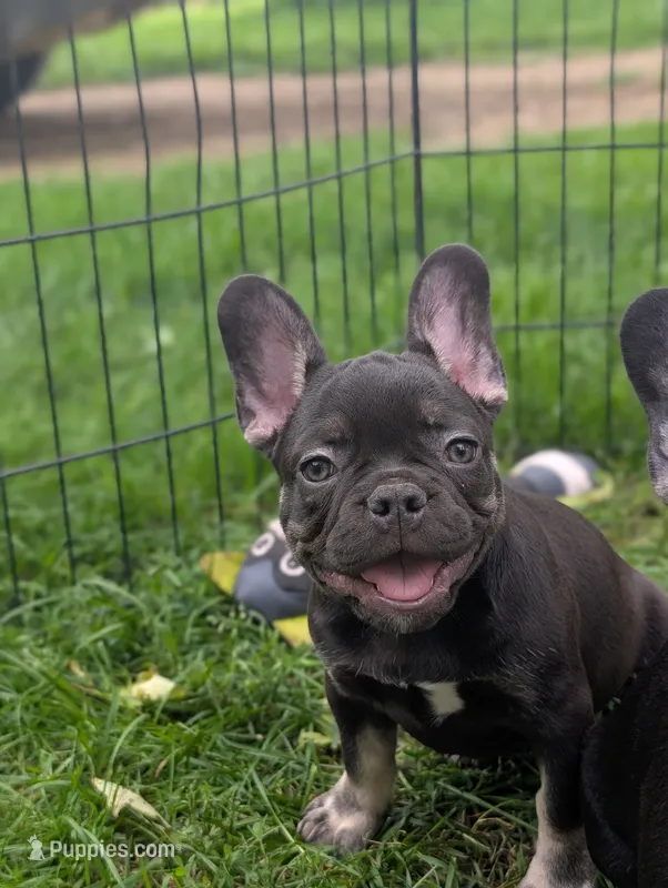 Wyatt – French Bulldog puppy for sale in Austin, MN