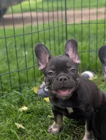 Wyatt, a male French Bulldog for sale in Austin, MN – 1 of 2