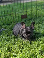 Brewer , a male French Bulldog for sale in Austin, MN – 3 of 3