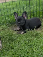 Brewer , a male French Bulldog for sale in Austin, MN – 3 of 3