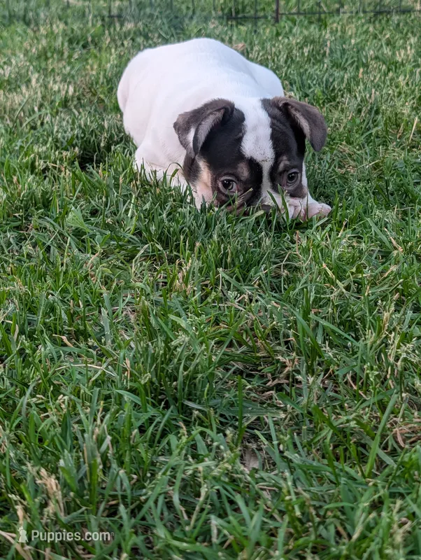 Stevie  – French Bulldog puppy for sale in Austin, MN