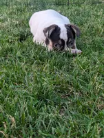 Stevie , a male French Bulldog for sale in Austin, MN – 1 of 3