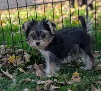 Nancy, a female Morkie for sale in Austin, MN – 1 of 2