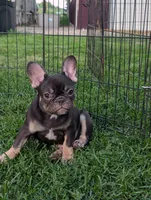 Betty , a female French Bulldog for sale in Austin, MN – 3 of 3
