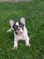 Stevie , a male French Bulldog for sale in Austin, MN – 2 of 4
