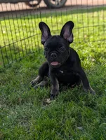 Buddy , a male French Bulldog for sale in Austin, MN – 3 of 3
