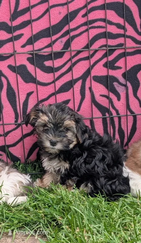 Izzy  – Morkie puppy for sale in Austin, MN