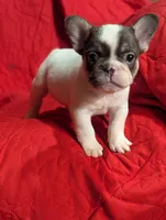 Stevie , a male French Bulldog for sale in Austin, MN – Photo 1 of 3
