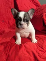Stevie , a male French Bulldog for sale in Austin, MN – Photo 2 of 3