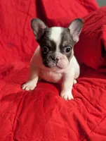 Stevie , a male French Bulldog for sale in Austin, MN – Photo 3 of 3