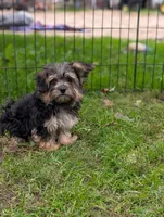 Maggie mae, a female Morkie for sale in Austin, MN – 2 of 3