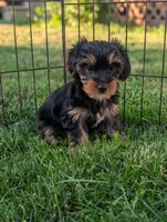 Maggie , a female Yorkshire Terrier for sale in Austin, MN – 3 of 3