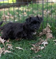 Charley , a male Morkie for sale in Austin, MN – 2 of 3