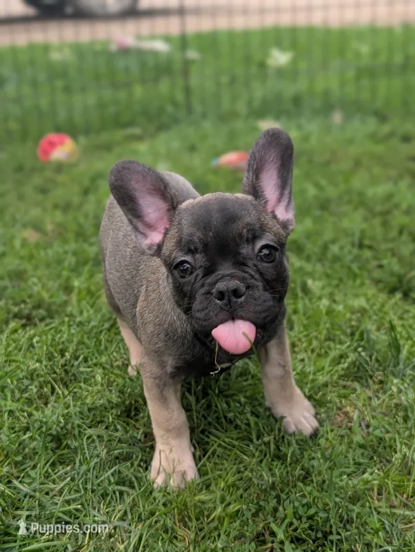 Harriet  – French Bulldog puppy for sale in Austin, MN